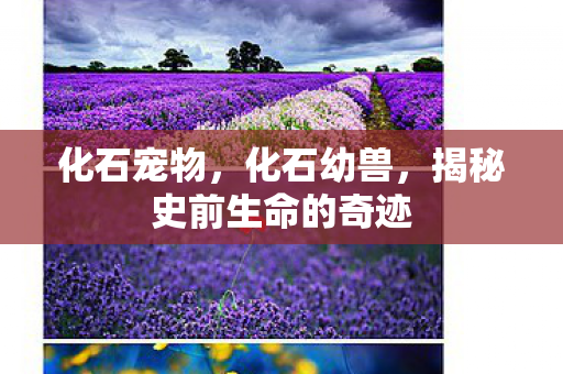 揭秘史前生命的奇迹图片