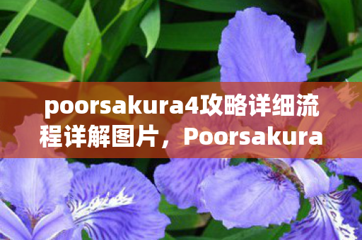 poorsakura4攻略详细流程详解图片图片