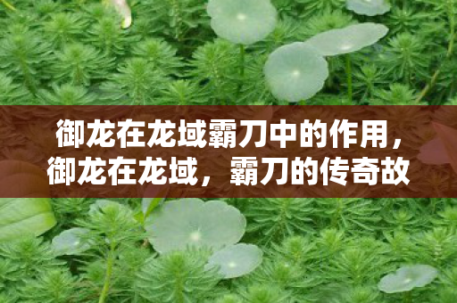 御龙在龙域霸刀中的作用图片