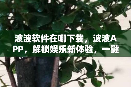 波波软件在哪下载，波波APP，解锁娱乐新体验，一键下载开启精彩生活