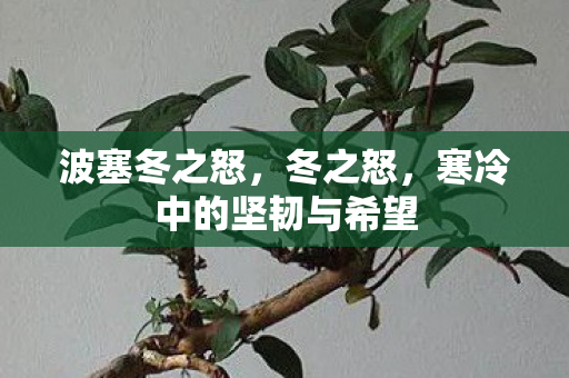 寒冷中的坚韧与希望图片