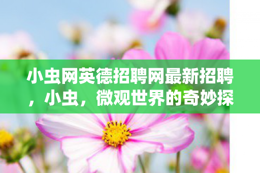 小虫网英德招聘网最新招聘图片