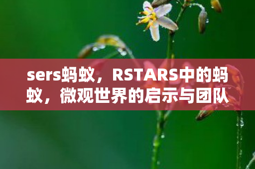 sers蚂蚁，RSTARS中的蚂蚁，微观世界的启示与团队协作的力量