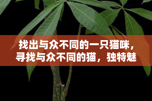 找出与众不同的一只猫咪，寻找与众不同的猫，独特魅力的独特个体