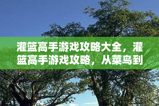 从菜鸟到高手的进阶之路图片