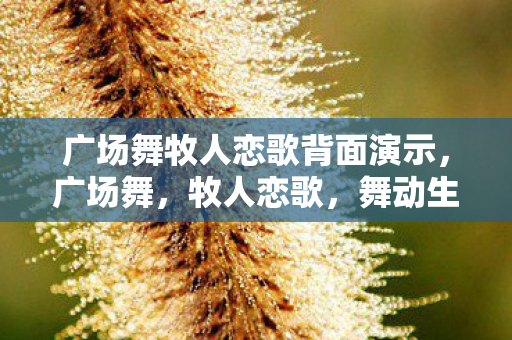 广场舞牧人恋歌背面演示图片