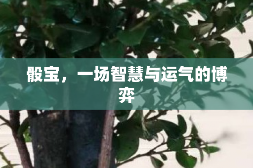 一场智慧与运气的博弈图片