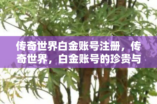 传奇世界白金账号注册图片