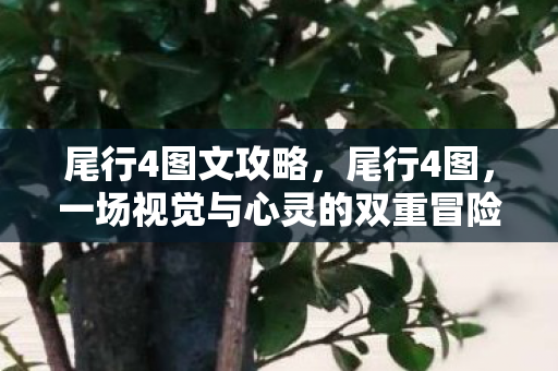 一场视觉与心灵的双重冒险图片