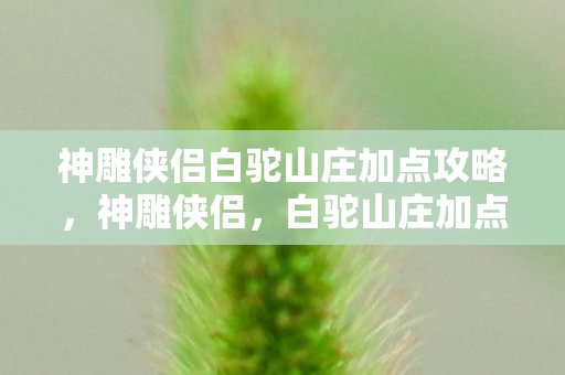 神雕侠侣白驼山庄加点攻略图片