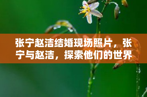 张宁赵洁结婚现场照片，张宁与赵洁，探索他们的世界与故事