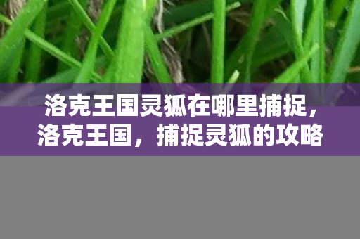 洛克王国灵狐在哪里捕捉，洛克王国，捕捉灵狐的攻略与指南