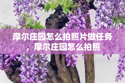 摩尔庄园怎么拍照片做任务图片