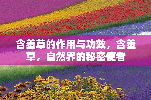 含羞草的作用与功效图片