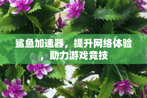 提升网络体验图片