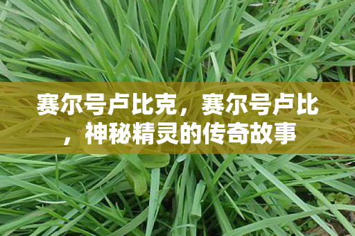 神秘精灵的传奇故事图片