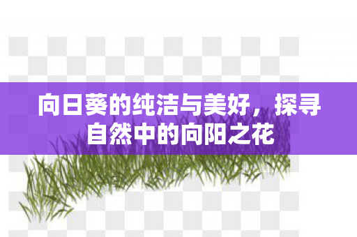 探寻自然中的向阳之花图片