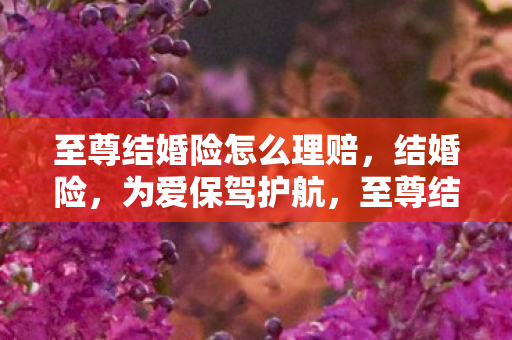 至尊结婚险的浪漫承诺图片