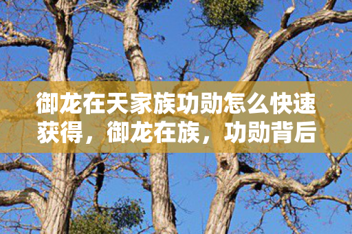 御龙在天家族功勋怎么快速获得，御龙在族，功勋背后的荣耀与梦想