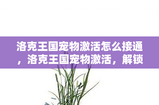 洛克王国宠物激活怎么接通图片