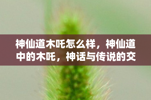 神仙道木吒怎么样图片