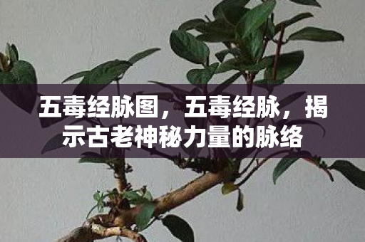 五毒经脉图，五毒经脉，揭示古老神秘力量的脉络