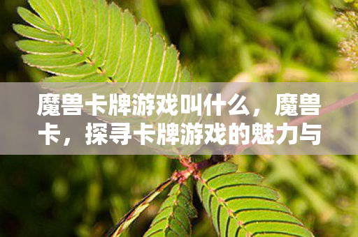 探寻卡牌游戏的魅力与奥秘图片