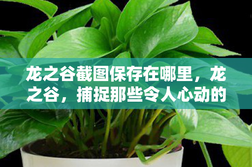 捕捉那些令人心动的瞬间图片