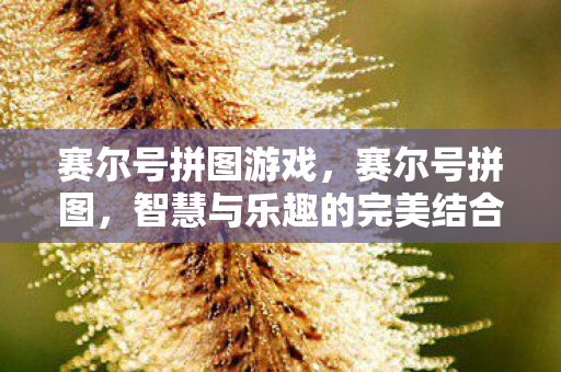 智慧与乐趣的完美结合图片