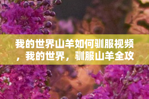 我的世界山羊如何驯服视频图片