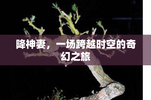 一场跨越时空的奇幻之旅图片