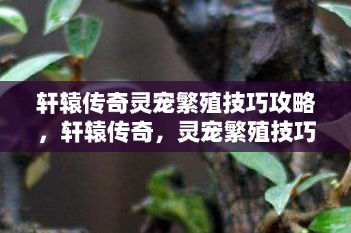 轩辕传奇灵宠繁殖技巧攻略图片