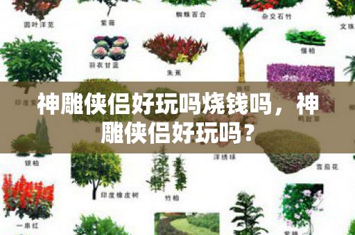 神雕侠侣好玩吗烧钱吗图片