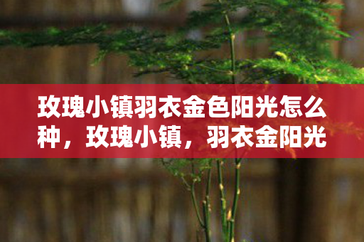 玫瑰小镇羽衣金色阳光怎么种图片