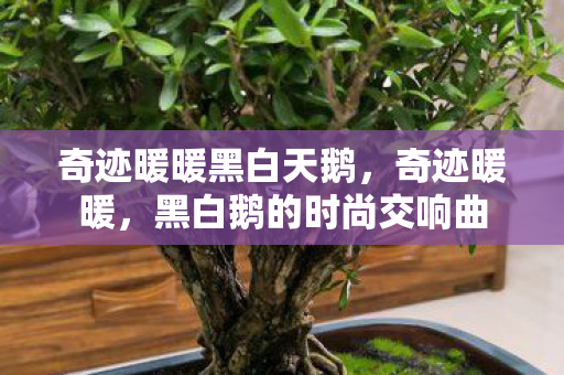 黑白鹅的时尚交响曲图片