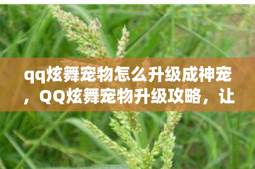 qq炫舞宠物怎么升级成神宠，QQ炫舞宠物升级攻略，让你的宠物飞速成长！