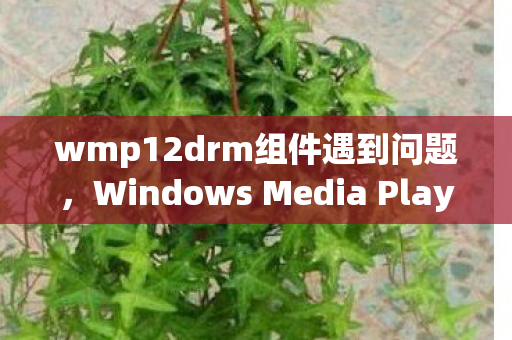 Windows Media Player 12图片