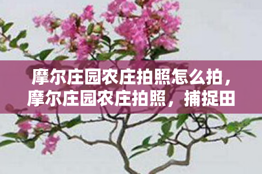 摩尔庄园农庄拍照怎么拍图片