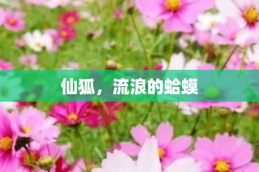 流浪的蛤蟆图片