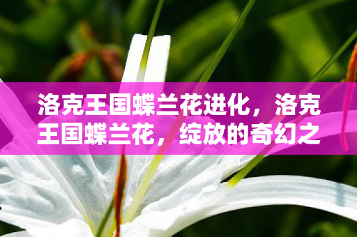 洛克王国蝶兰花进化图片