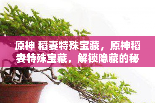 原神 稻妻特殊宝藏图片