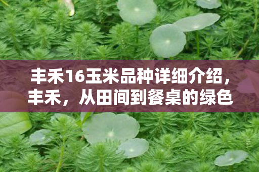 丰禾16玉米品种详细介绍图片