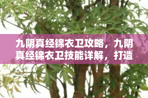 九阴真经锦衣卫技能详解图片