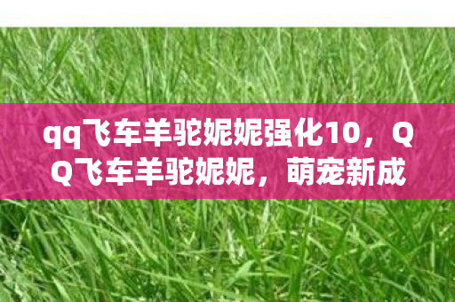 qq飞车羊驼妮妮强化10图片