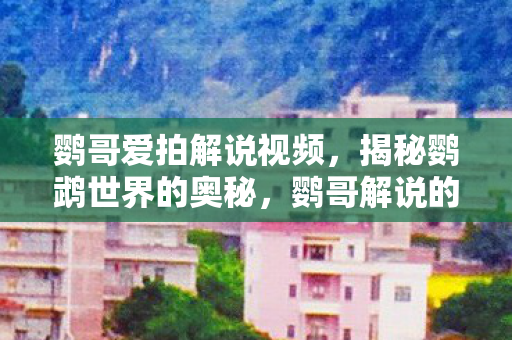 鹦哥爱拍解说视频，揭秘鹦鹉世界的奥秘，鹦哥解说的精彩之旅
