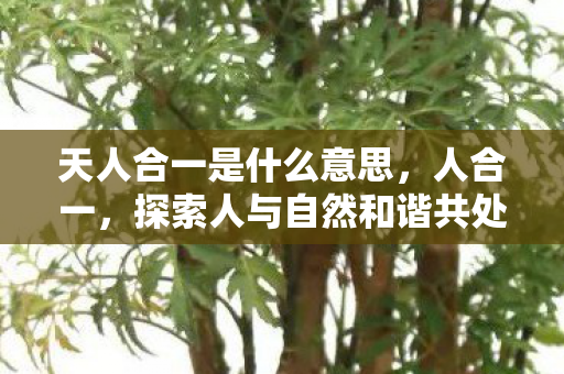 探索人与自然和谐共处的智慧图片