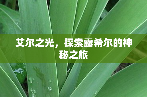 探索露希尔的神秘之旅图片