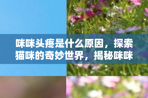 咪咪头疼是什么原因图片