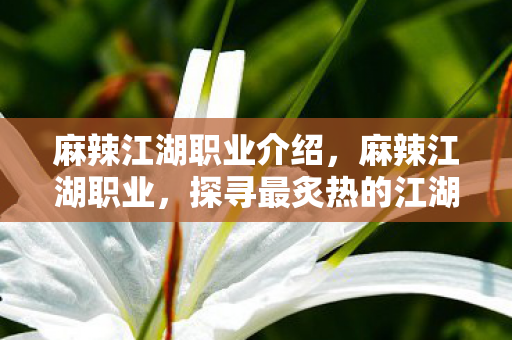 麻辣江湖职业介绍，麻辣江湖职业，探寻最炙热的江湖人生