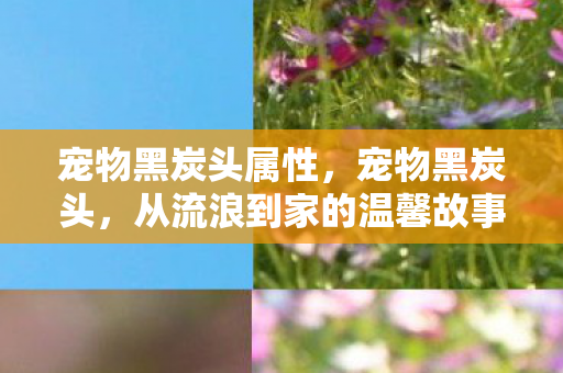 从流浪到家的温馨故事图片